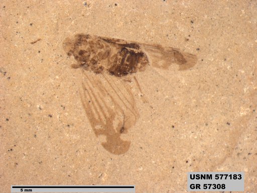 Genus sp