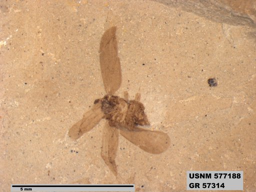 Genus sp