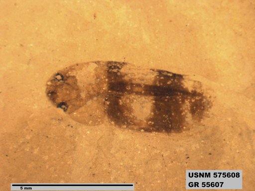 Insecta