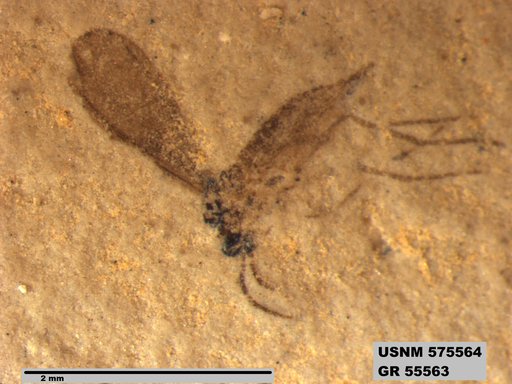 Insecta