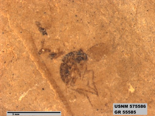 Insecta