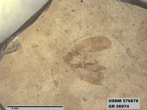 Genus sp