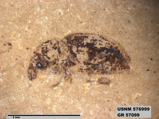 Insecta