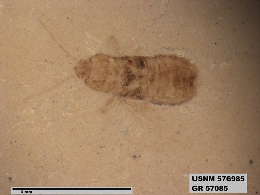 Genus sp