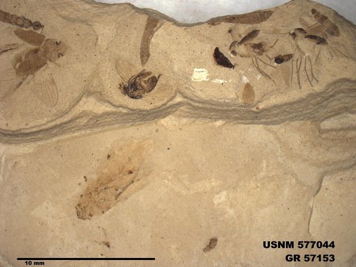Genus sp