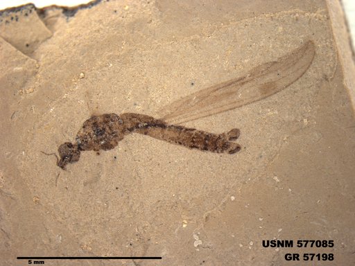 Insecta