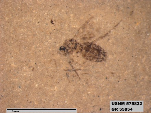 Insecta