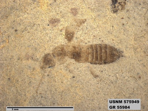 Insecta