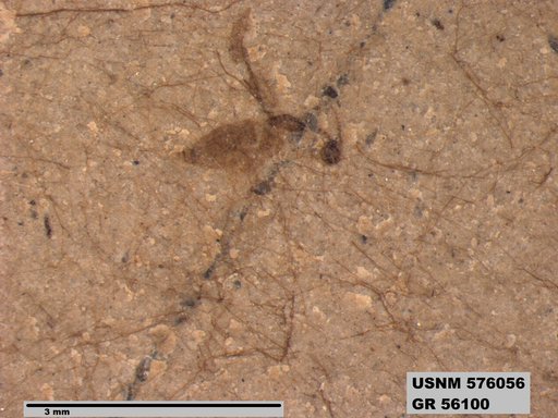 Insecta
