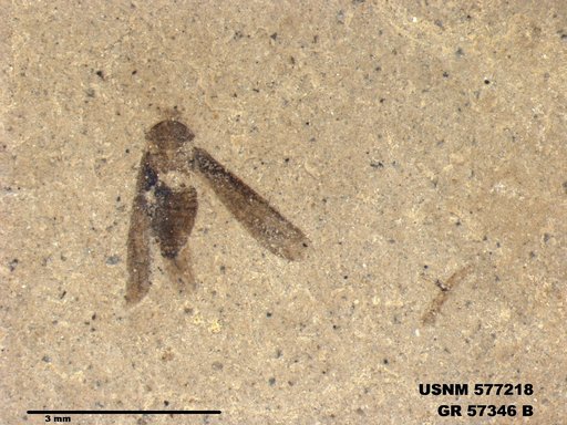 Insecta