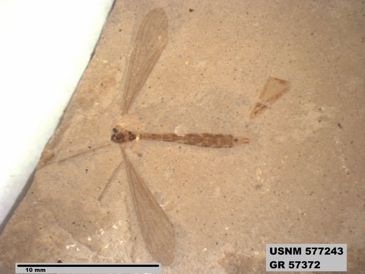 Insecta