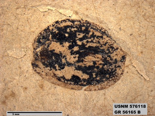 Insecta