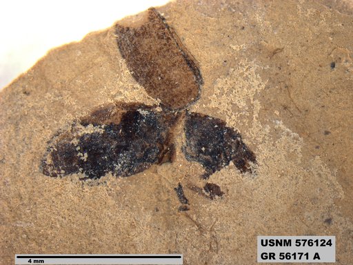 Insecta