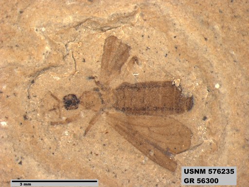 Insecta