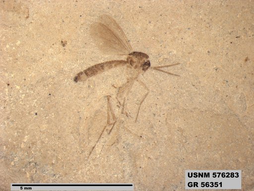 Insecta