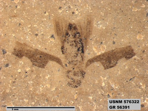 Genus sp