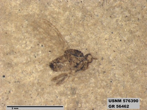 Insecta