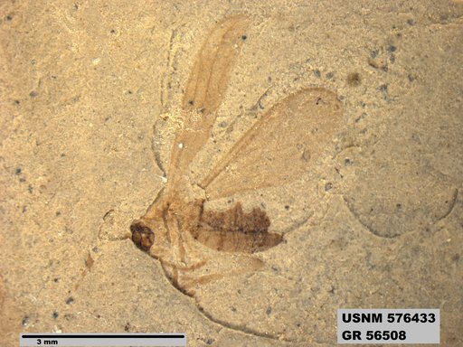 Insecta