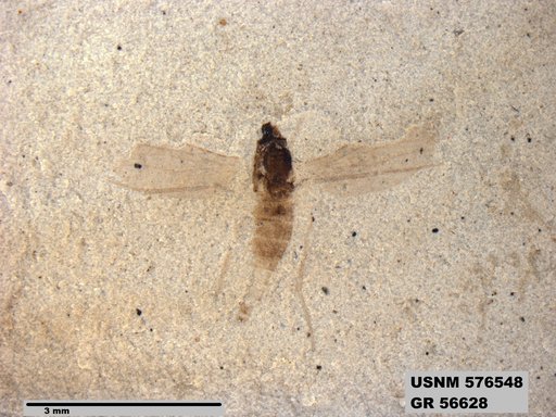 Insecta