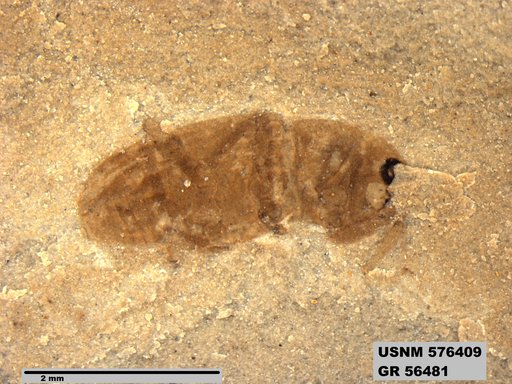 Insecta