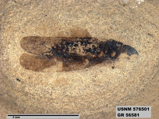 Genus sp