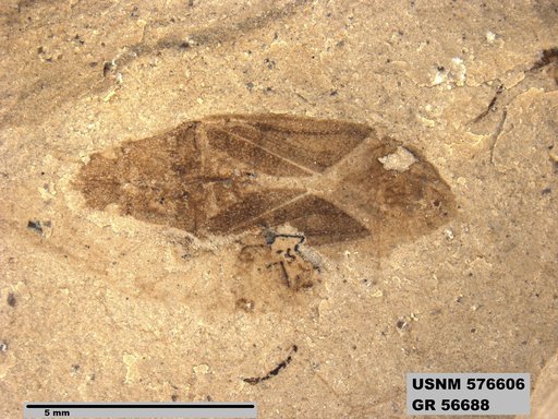 Genus sp