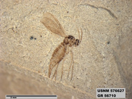 Insecta
