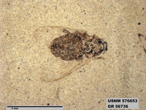 Insecta