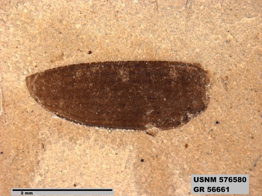 Insecta