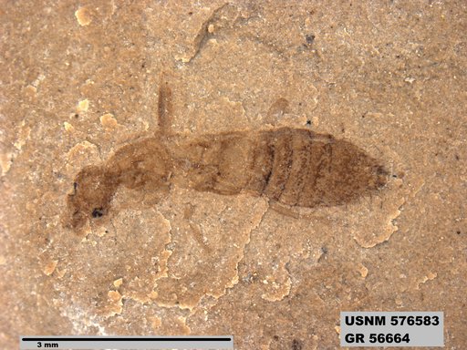 Insecta