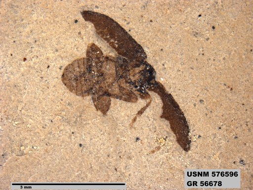 Insecta