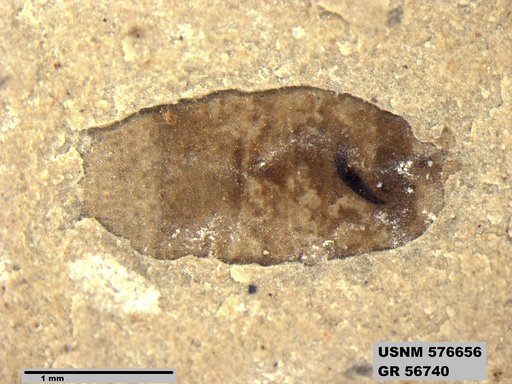 Insecta