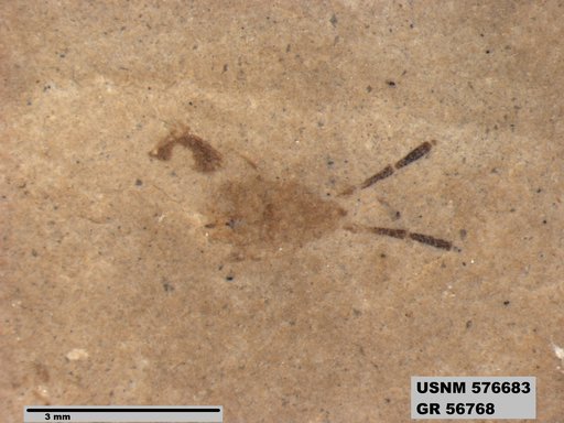 Genus sp
