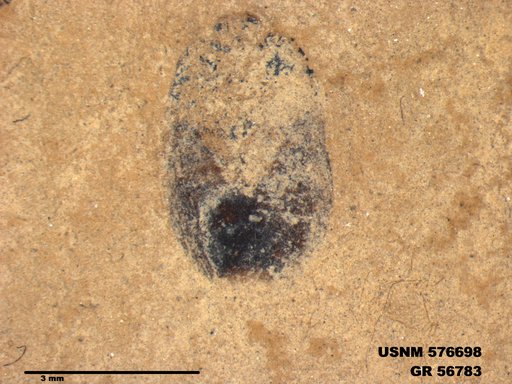 Insecta