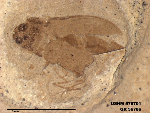 Insecta