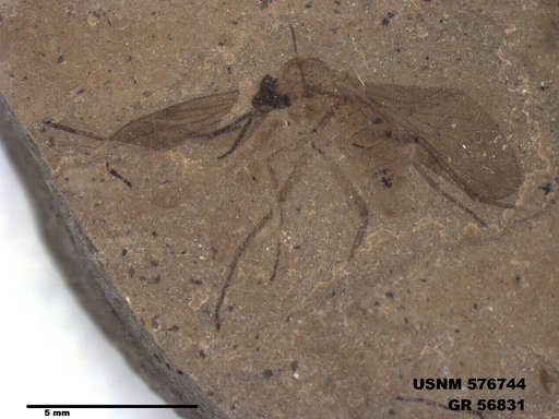 Insecta