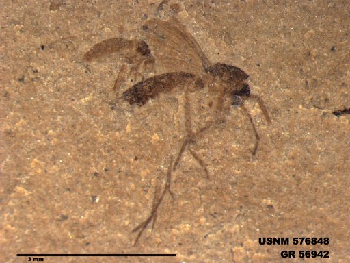 Insecta