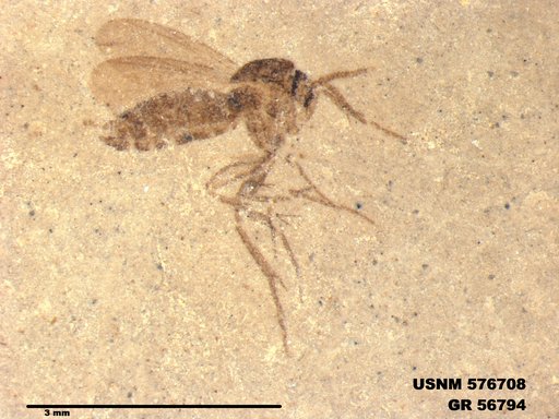 Insecta