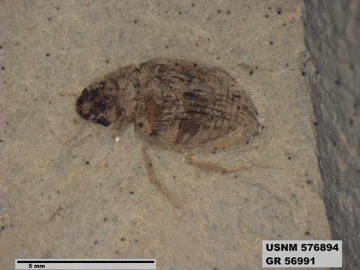 Insecta