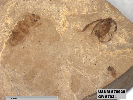 Insecta