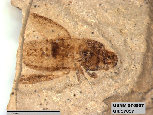 Genus sp