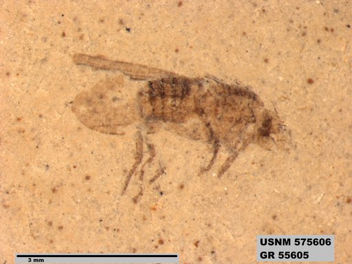 Genus sp