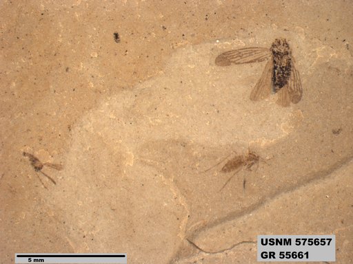 Genus sp