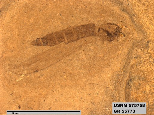 Insecta