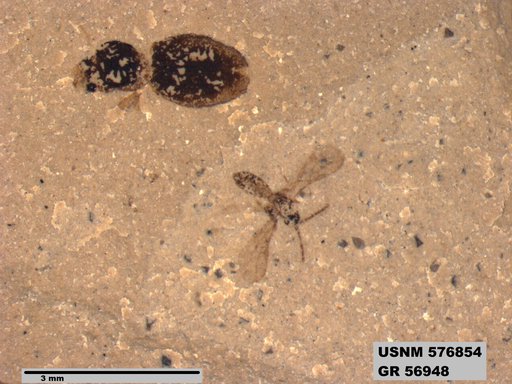 Insecta
