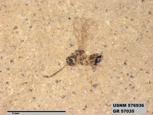 Insecta