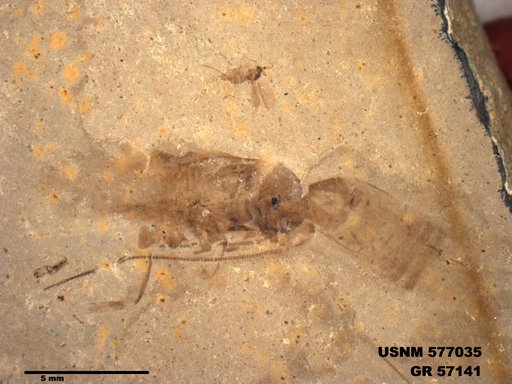 Genus sp