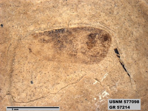 Insecta