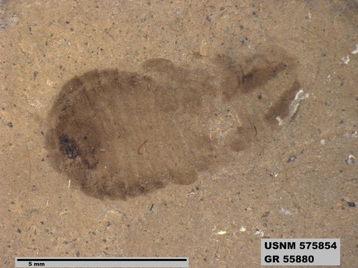 Genus sp