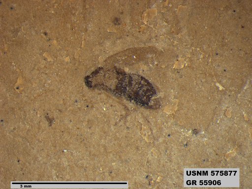 Insecta